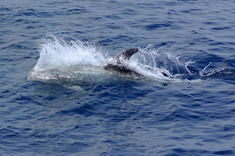 Delphine, Wale und Gibraltar