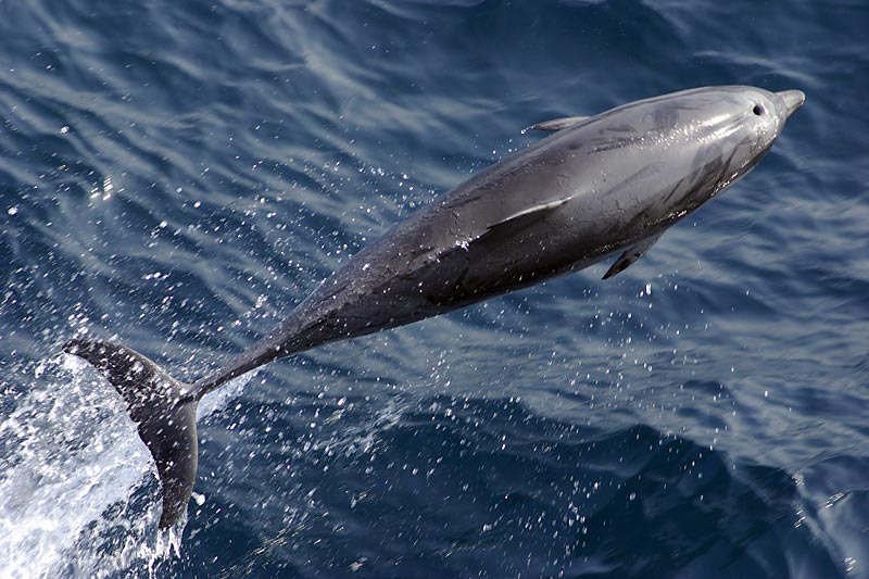Delphine, Wale und Gibraltar