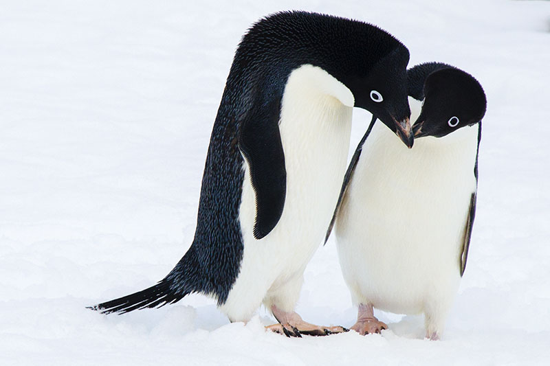 Wildlife: Penguins