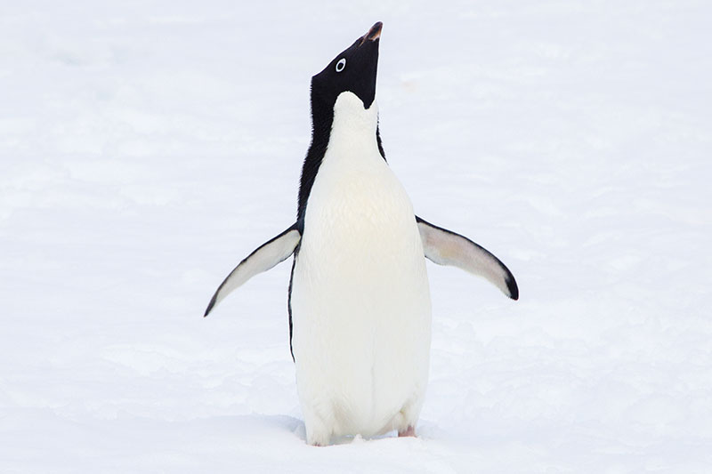 Wildlife: Penguins