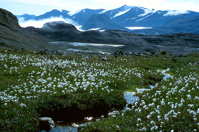 Arktische Landschaften