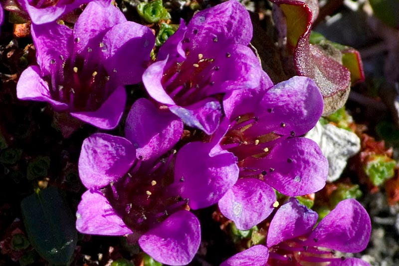 arctic purple saxifrage