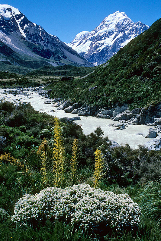 Flowers between Hooker and Mueller Glaciers