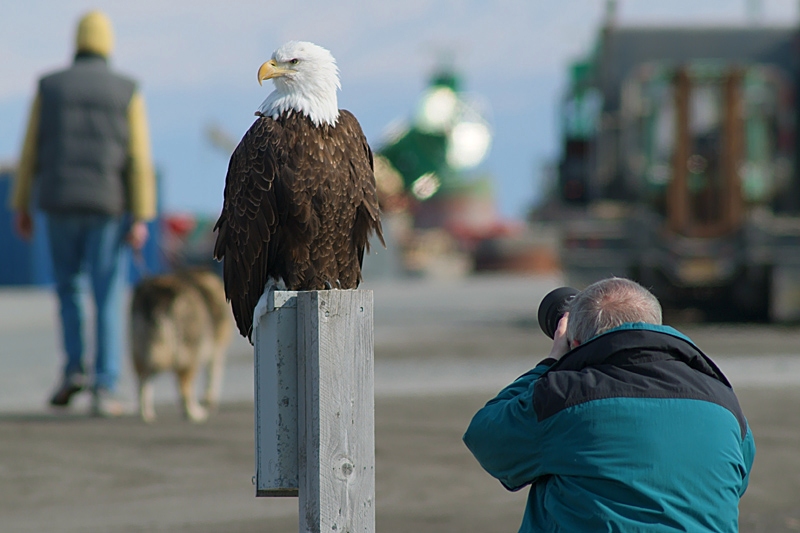 Begegnungen mit Tieren Alaskas
