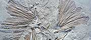 Archaeopteryx