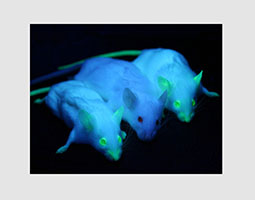 Eyecatcher_downloadpage_gfp