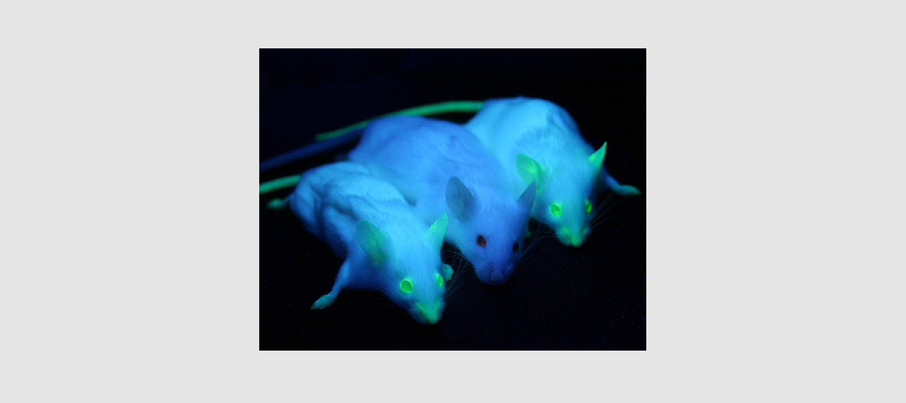 GFP - Green Fluorescent Protein