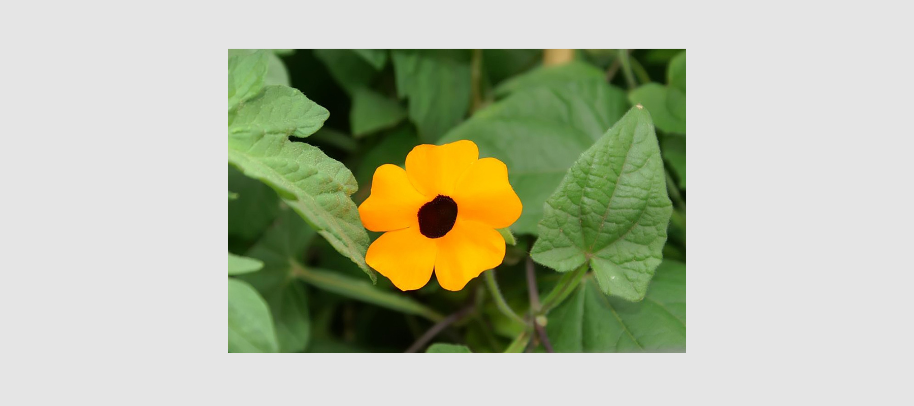 Chiralität - das Seelos-Modell