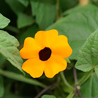 Schwarzaeugige_susanna