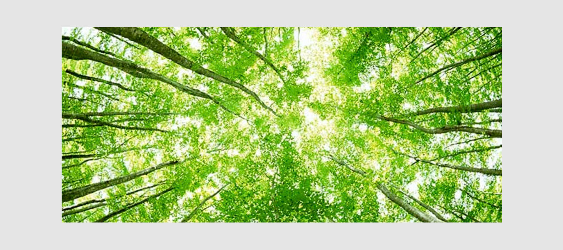 Solarzellen & Fotosynthese