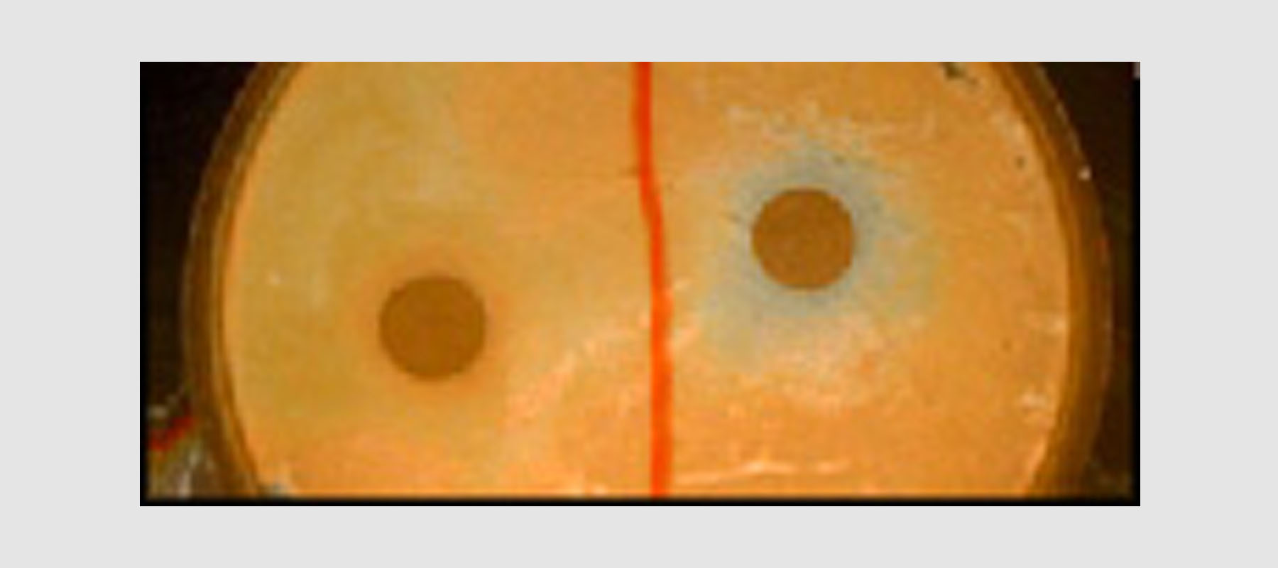 Hemmhoftest:Sulfanilamid und Sulfamethoxazol